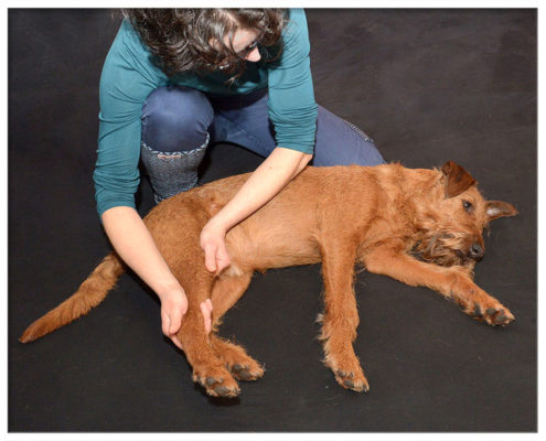 Hunde-Physiotherapie Andrea Born - Behandlung von Finn - Bild 1