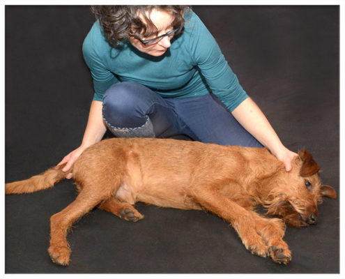 Hunde-Physiotherapie Andrea Born - Behandlung von Finn - Bild 2