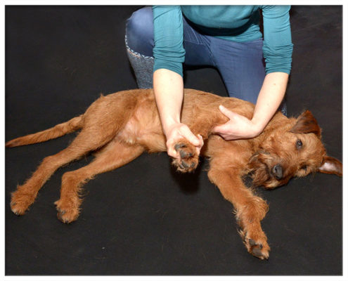 Hunde-Physiotherapie Andrea Born - Behandlung von Finn - Bild 3